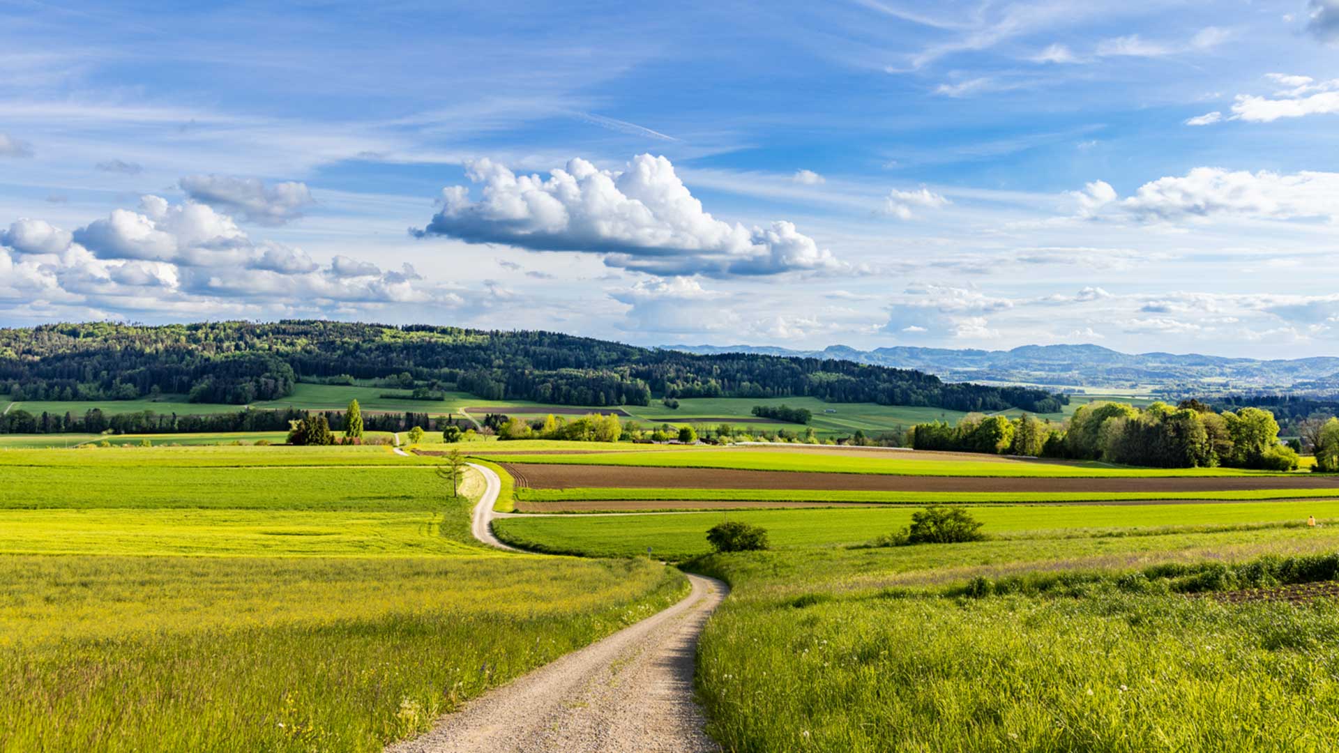 Vorstandshaftung bei Kapitalverwässerung von Anteilen in Agrargenossenschaften